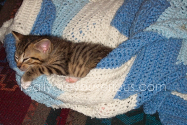 sebastian the returned cat